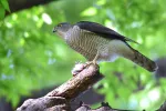 ツミの写真1 - 野鳥図鑑
