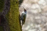 アオゲラの写真1 - 野鳥図鑑