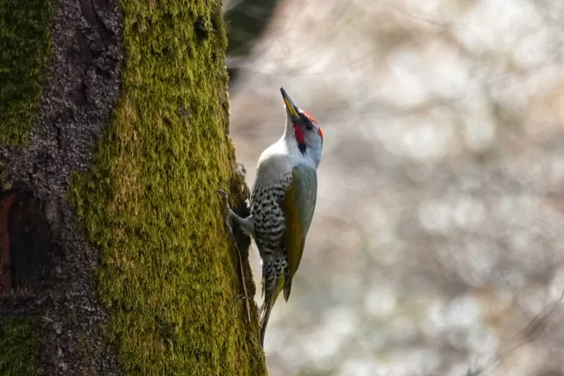アオゲラの写真 - 野鳥図鑑