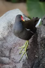 バンの写真3 - 野鳥図鑑