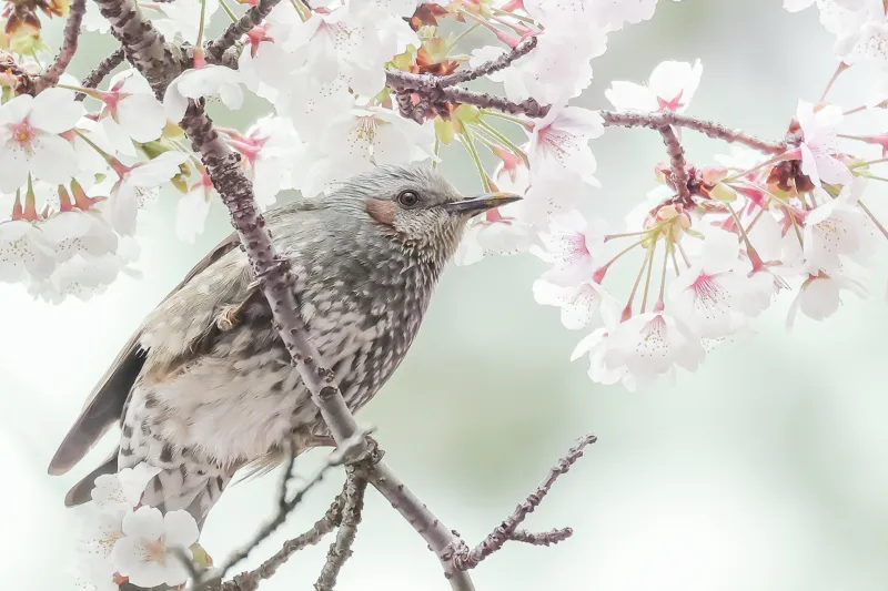 ヒヨドリの写真 - 野鳥図鑑