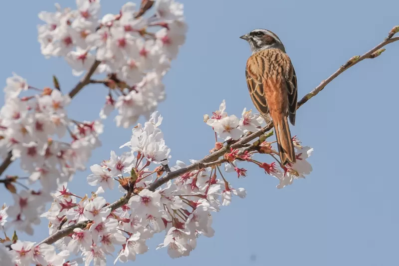 ホオジロの写真 - 野鳥図鑑