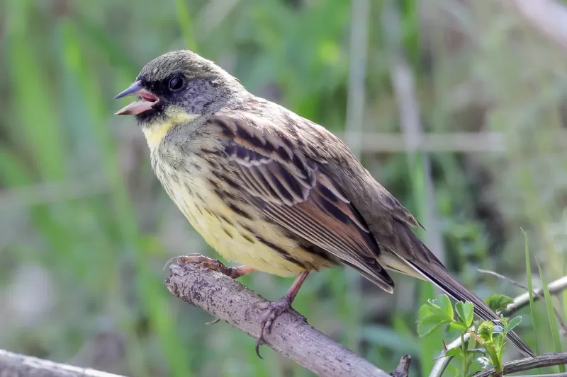 アオジの写真 - 野鳥図鑑