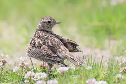 ヒバリの写真 - 野鳥図鑑