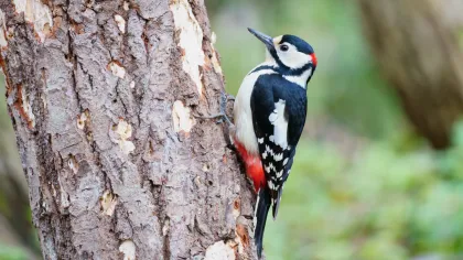 アカゲラの写真 - 野鳥図鑑