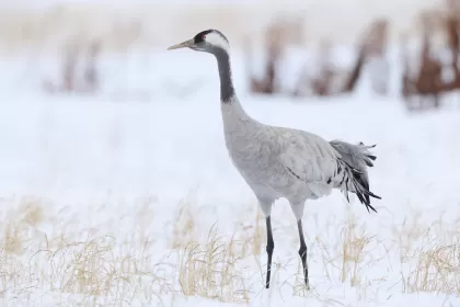 クロヅルの写真 - 野鳥図鑑