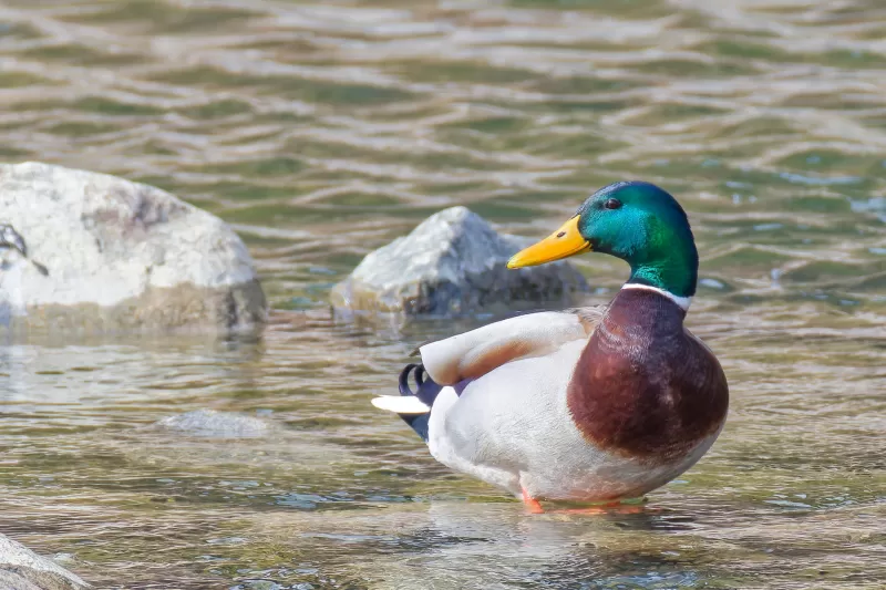 マガモの写真 - 野鳥図鑑