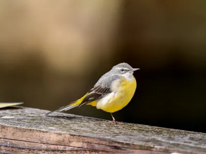 キセキレイの写真 - 野鳥図鑑