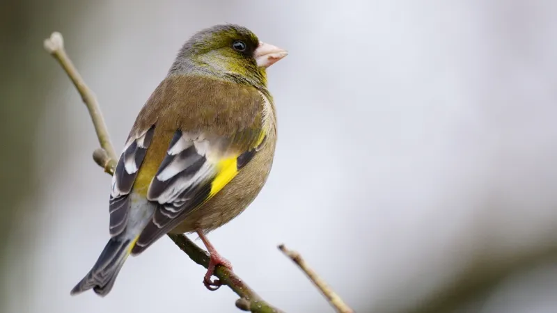 カワラヒワの写真 - 野鳥図鑑