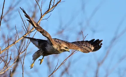 ノスリの写真 - 野鳥図鑑