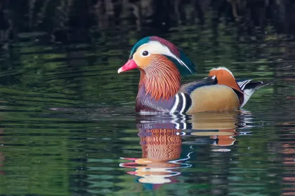 オシドリの写真 - 野鳥図鑑