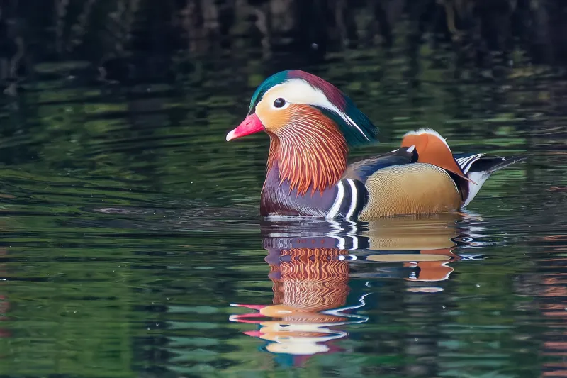 オシドリの写真 - 野鳥図鑑
