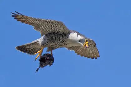 ハヤブサの写真 - 野鳥図鑑