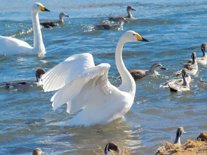 オオハクチョウの写真 - 野鳥図鑑