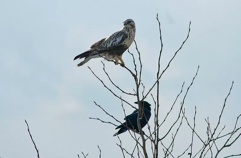ケアシノスリの写真 - 野鳥図鑑