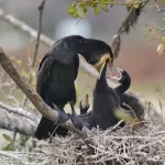 カワウの写真3 - 野鳥図鑑