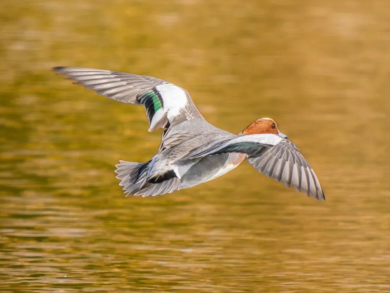 ヒドリガモの写真 - 野鳥図鑑