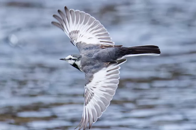 ハクセキレイの写真 - 野鳥図鑑