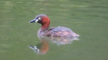 カイツブリの写真 - 野鳥図鑑
