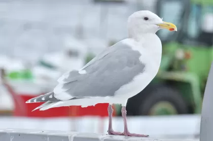 ワシカモメの写真 - 野鳥図鑑