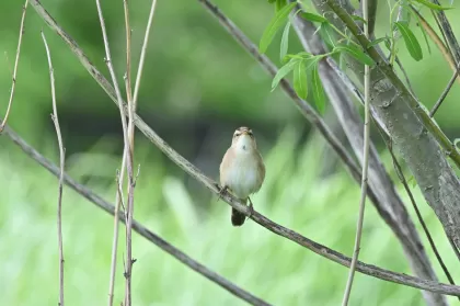 コヨシキリの写真 - 野鳥図鑑