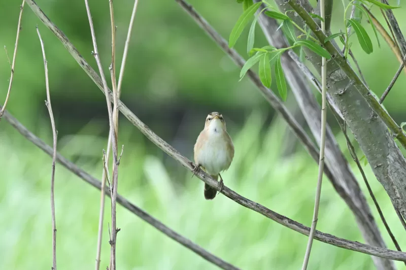 コヨシキリの写真 - 野鳥図鑑