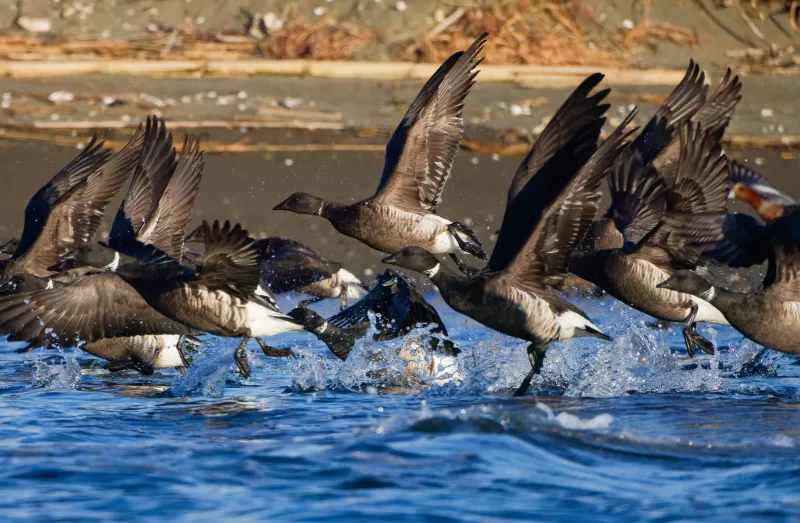 コクガンの写真 - 野鳥図鑑