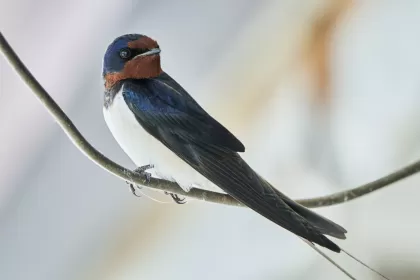 ツバメの写真 - 野鳥図鑑