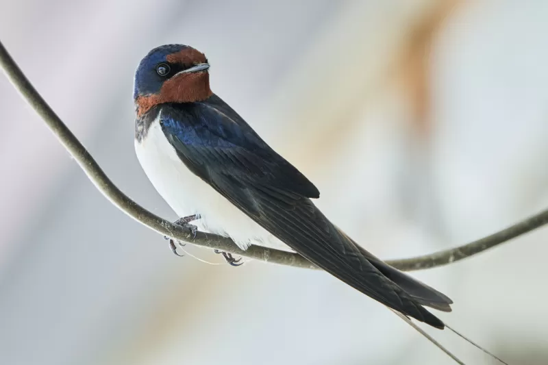 ツバメの写真 - 野鳥図鑑