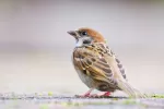 スズメの写真2 - 野鳥図鑑