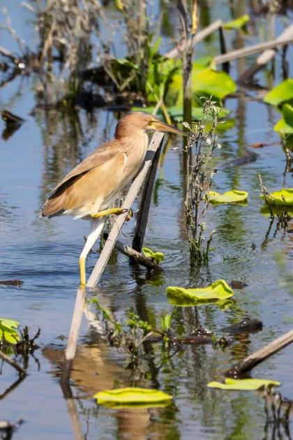 ヨシゴイの写真 - 野鳥図鑑