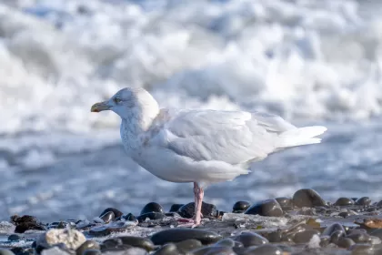 シロカモメの写真 - 野鳥図鑑