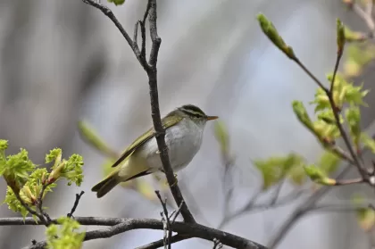 センダイムシクイの写真 - 野鳥図鑑