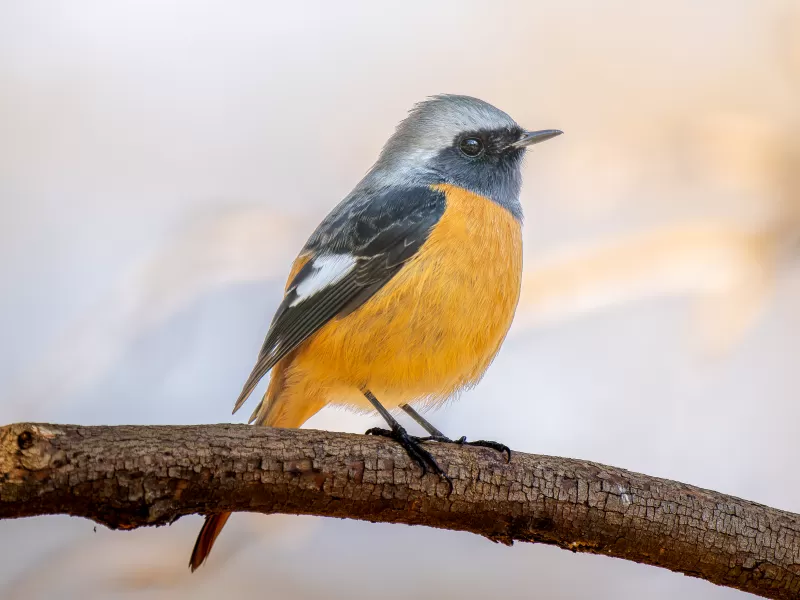 ジョウビタキの写真 - 野鳥図鑑