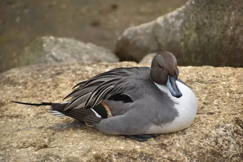 シジュウカラガンの写真 - 野鳥図鑑