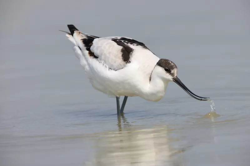 ソリハシセイタカシギの写真 - 野鳥図鑑