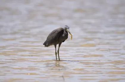 クロサギの写真 - 野鳥図鑑
