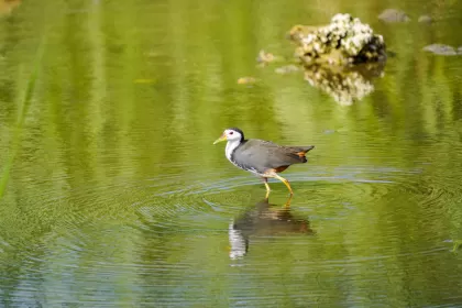 シロハラクイナの写真 - 野鳥図鑑