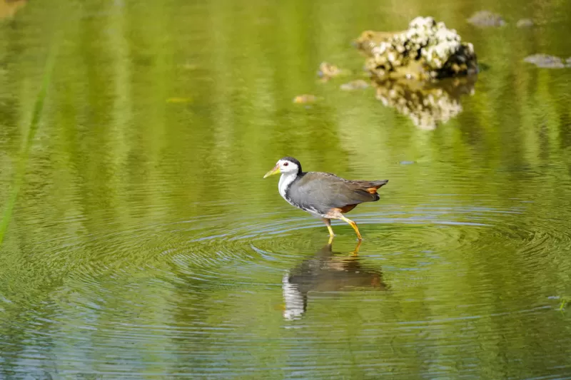 シロハラクイナの写真 - 野鳥図鑑