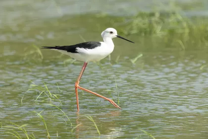 セイタカシギの写真 - 野鳥図鑑