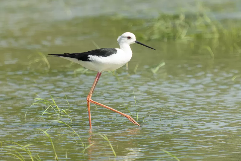 セイタカシギの写真 - 野鳥図鑑