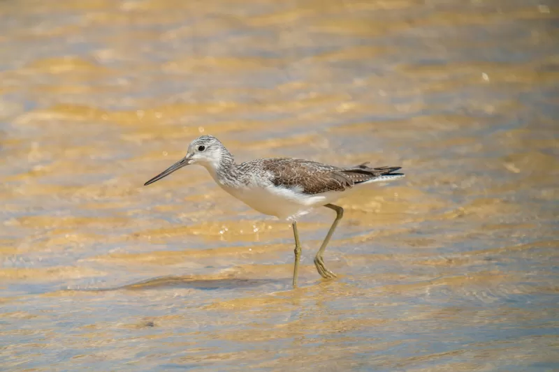 アオアシシギの写真 - 野鳥図鑑