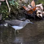 クサシギの写真1 - 野鳥図鑑