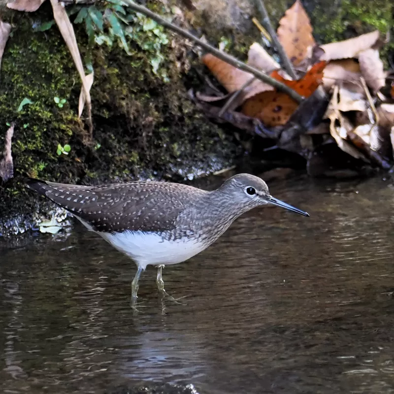 クサシギの写真 - 野鳥図鑑