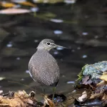 クサシギの写真2 - 野鳥図鑑