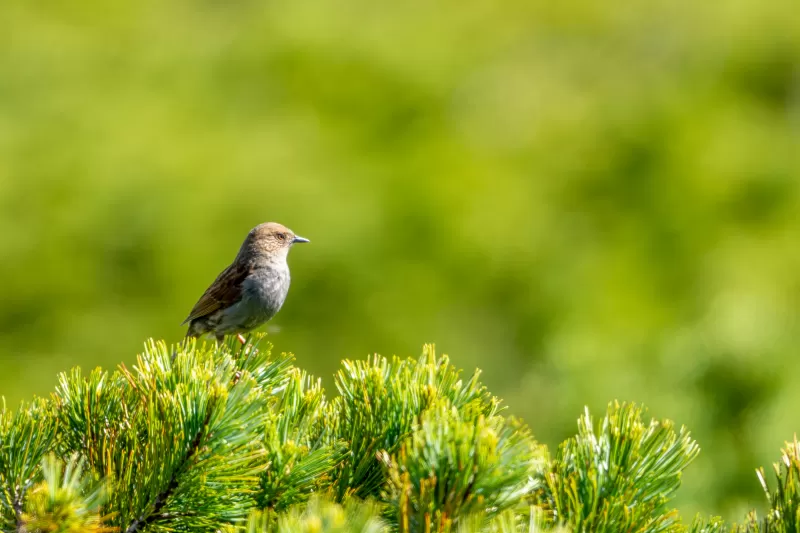 カヤクグリの写真 - 野鳥図鑑