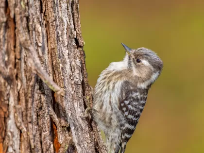 コゲラの写真 - 野鳥図鑑
