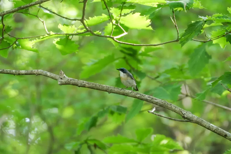 コルリの写真 - 野鳥図鑑