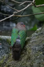 キンバトの写真3 - 野鳥図鑑