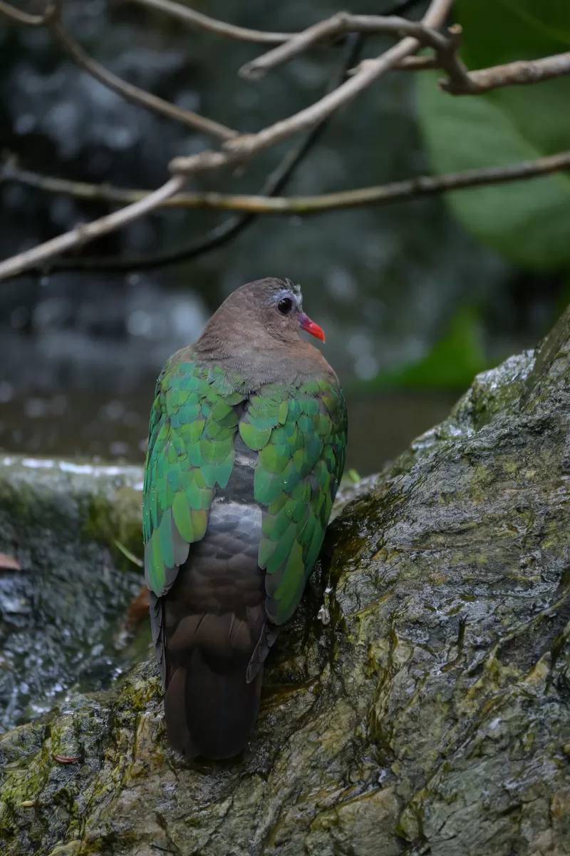 キンバトの写真 - 野鳥図鑑